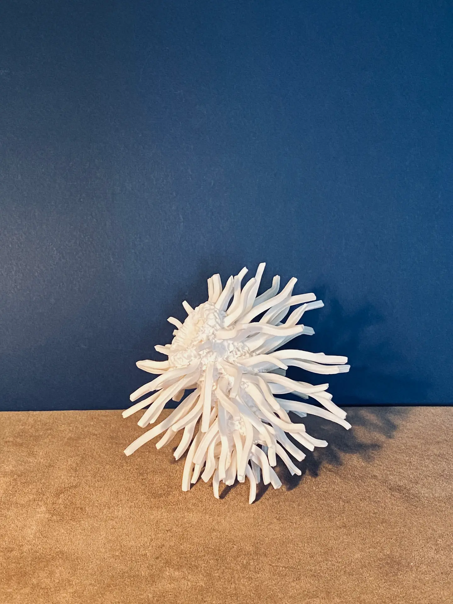 1.5 Vega : symbol of hopes and dreams - Image 4