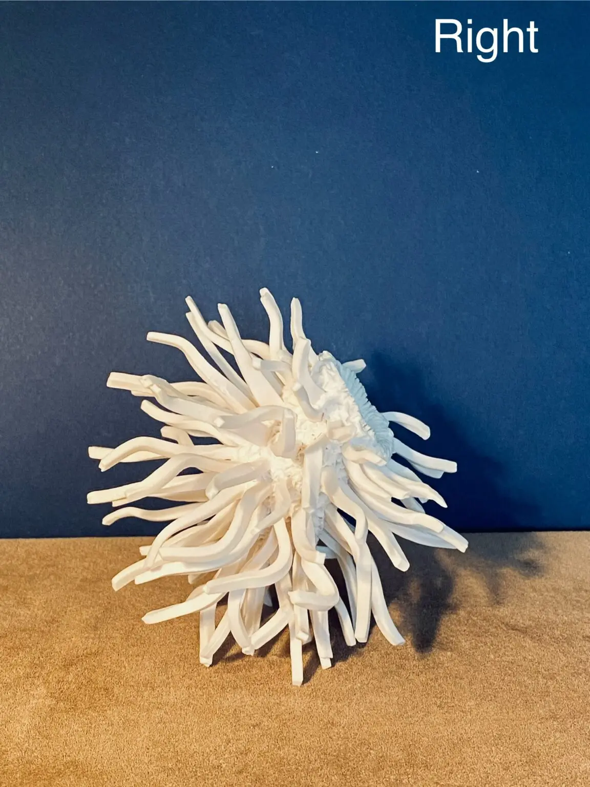 1.5 Vega : symbol of hopes and dreams