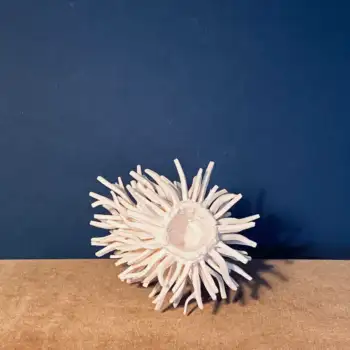 1.2 Aurora : goddess of the dawn