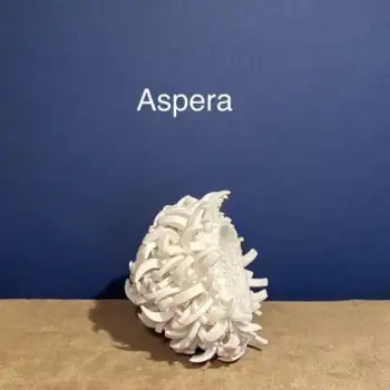 4.2 Aspera : the essence of nature