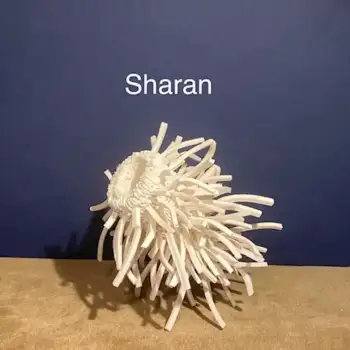 2.1 Sharan :  enchanting beauty