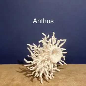 5.2 Anthus : wagtails and pipits