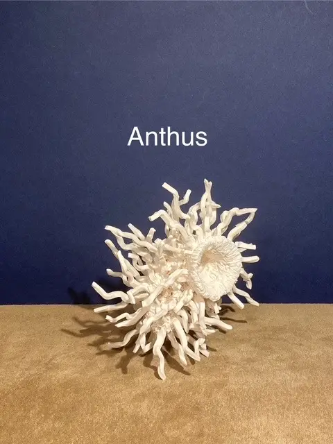 5.2 Anthus : wagtails and pipits