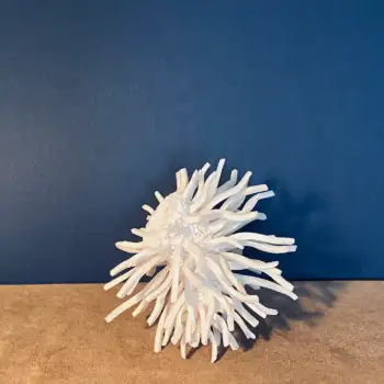 1.5 Vega : symbol of hopes and dreams