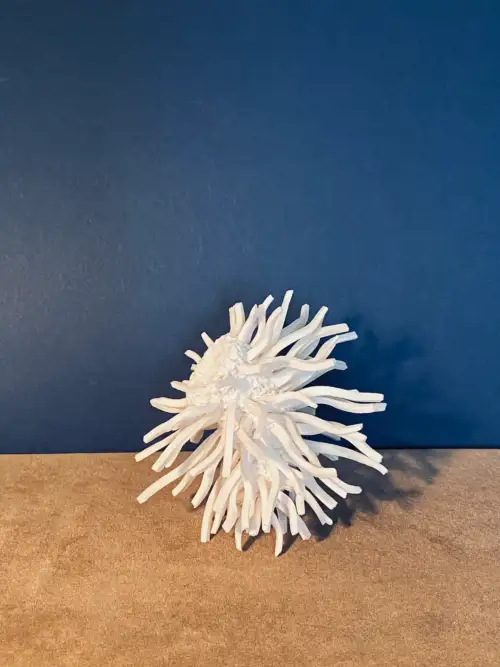 1.5 Vega : symbol of hopes and dreams