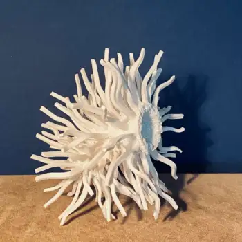 1.4 Procyon : universe double star