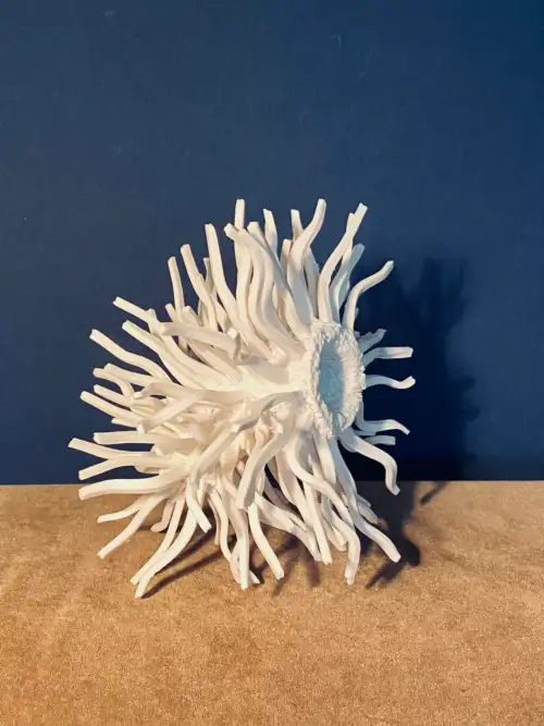 unnamed-35.webp 1.4 Procyon : universe double star